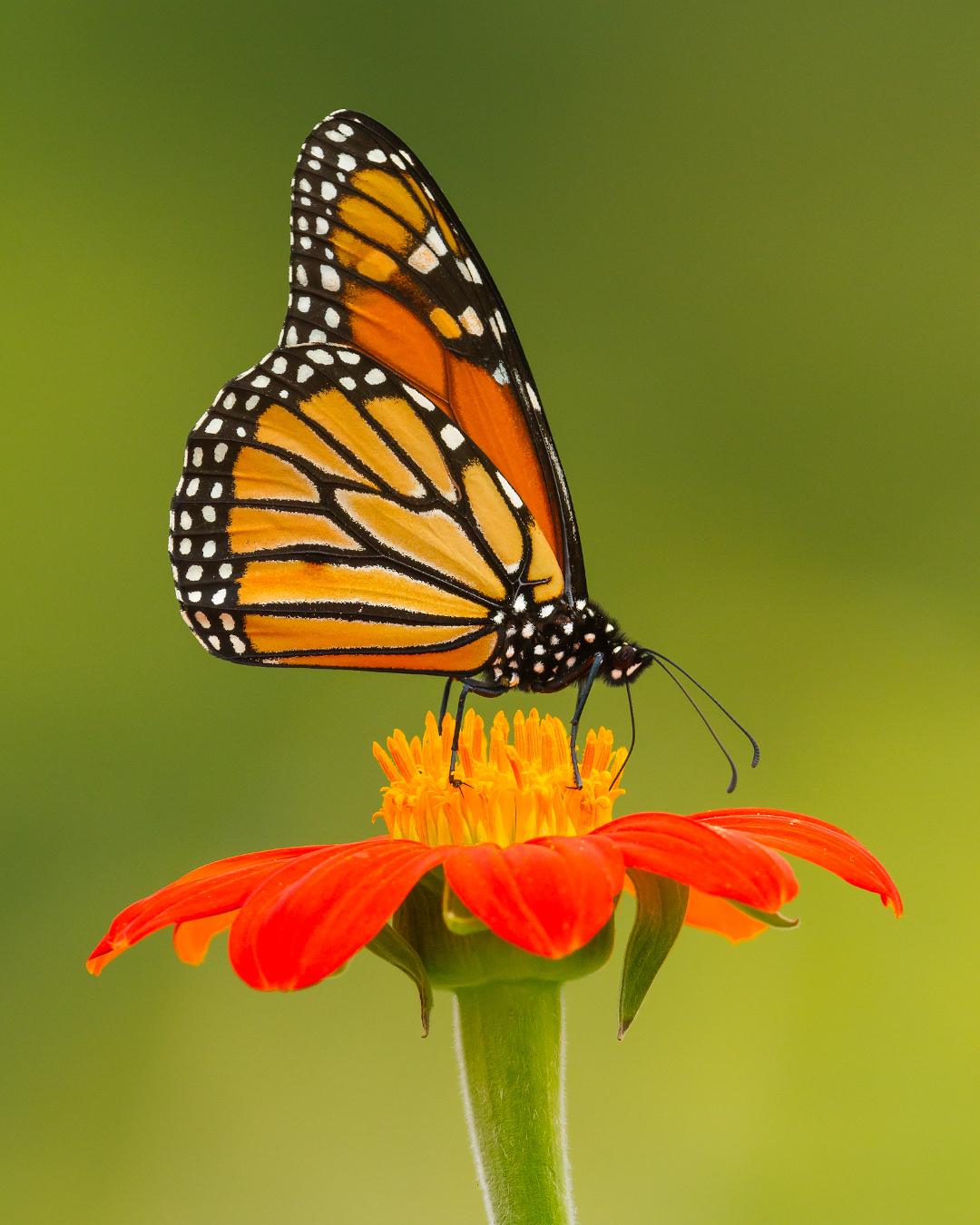 Monarch butterfly