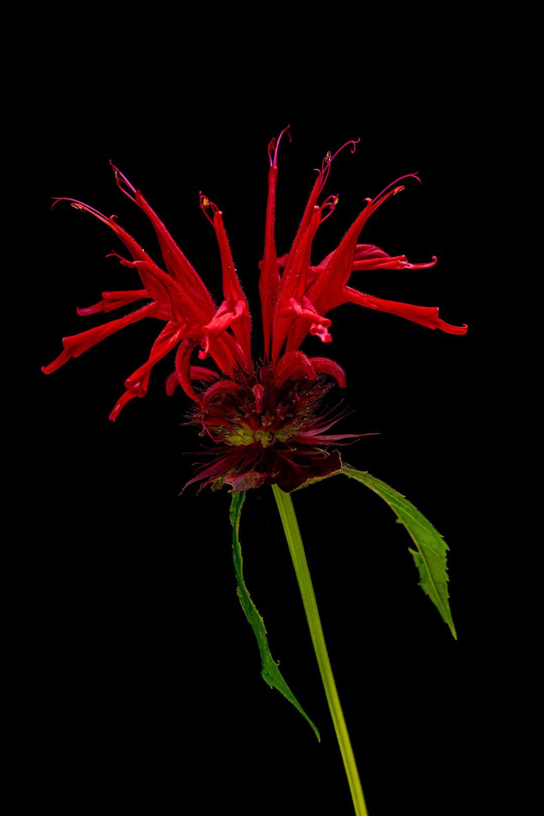 Scarlet bee balm