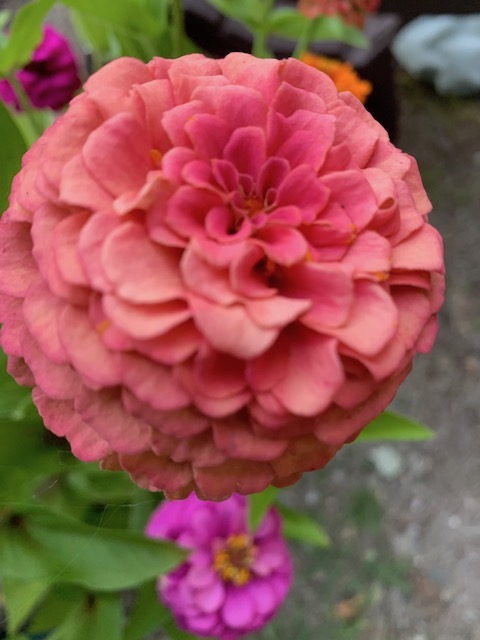 zinnia