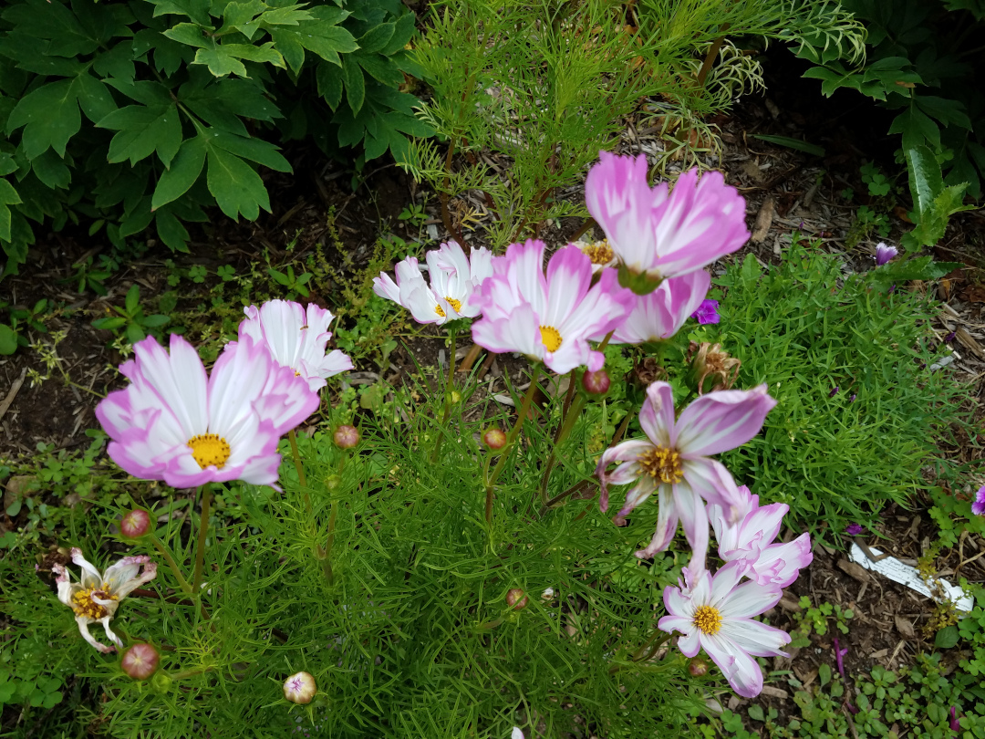 Cosmos bipinnatus