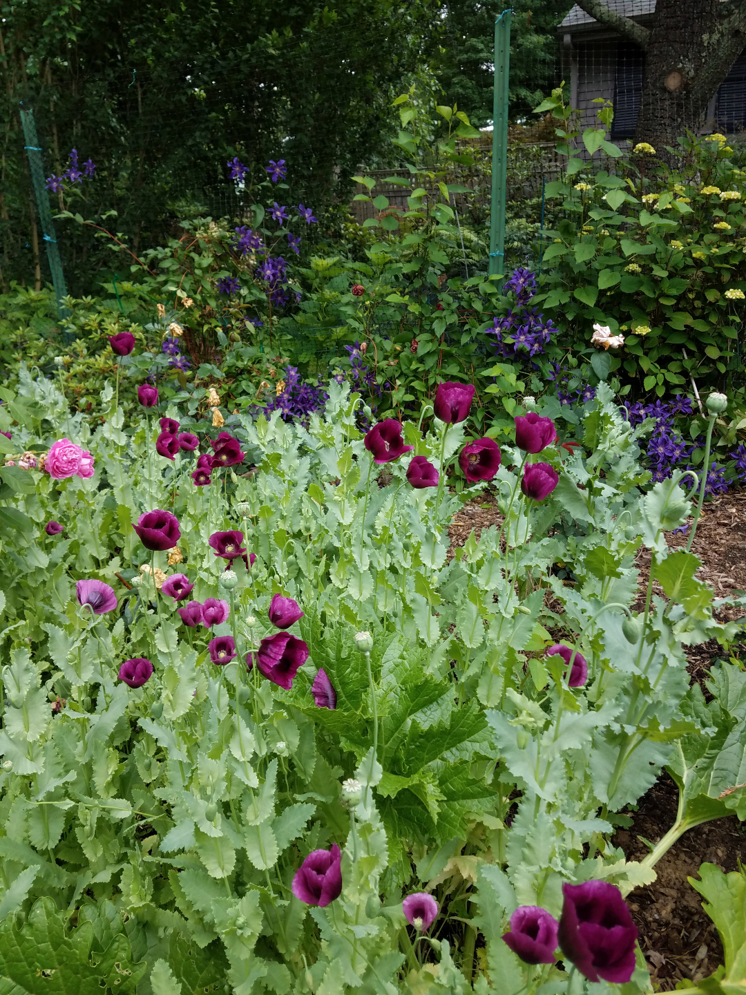 Opium poppies