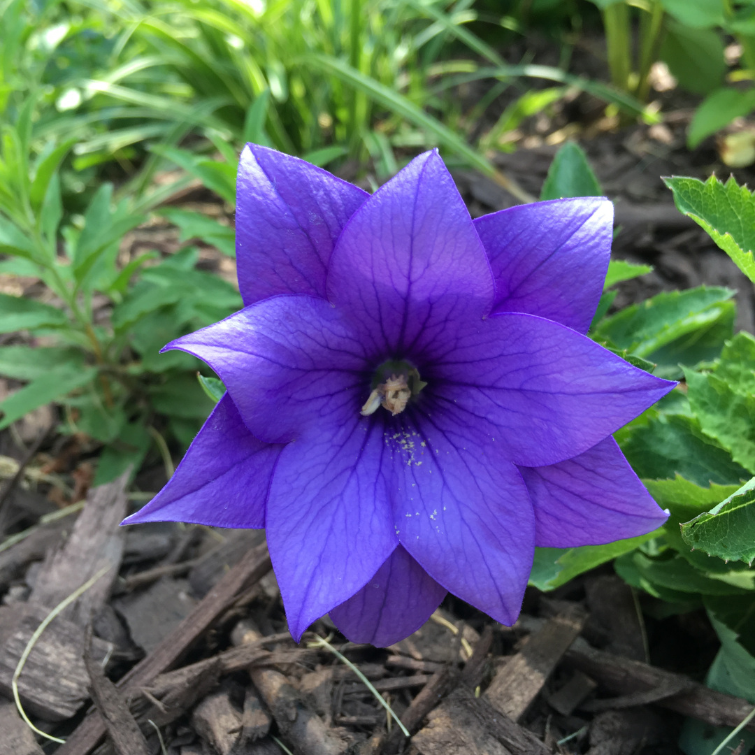 balloon flower