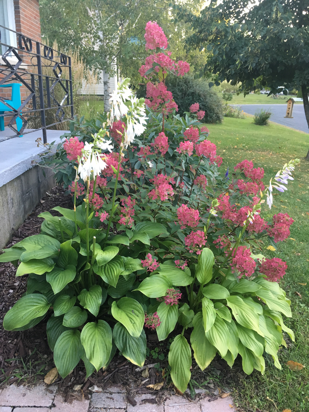 lime green hostas