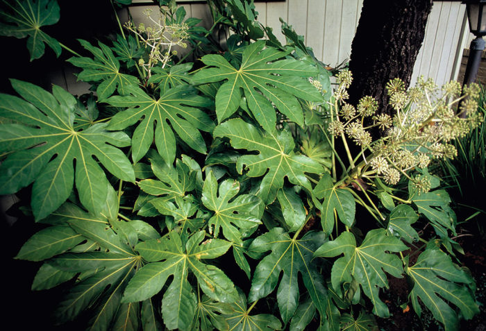 Japanese aralia