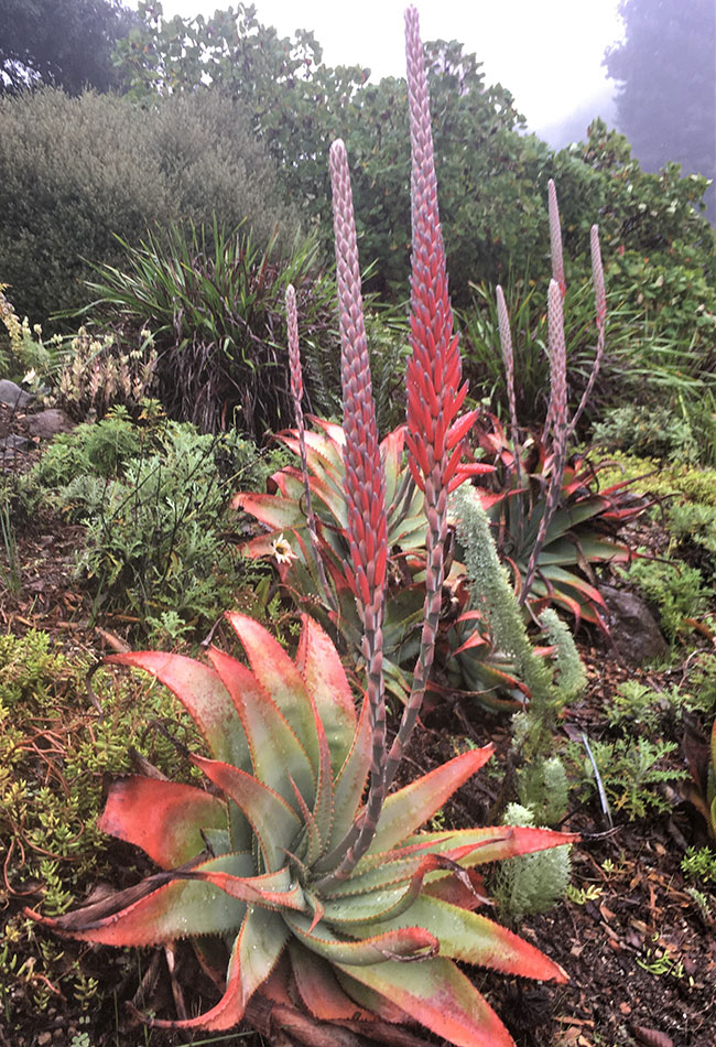 african plants