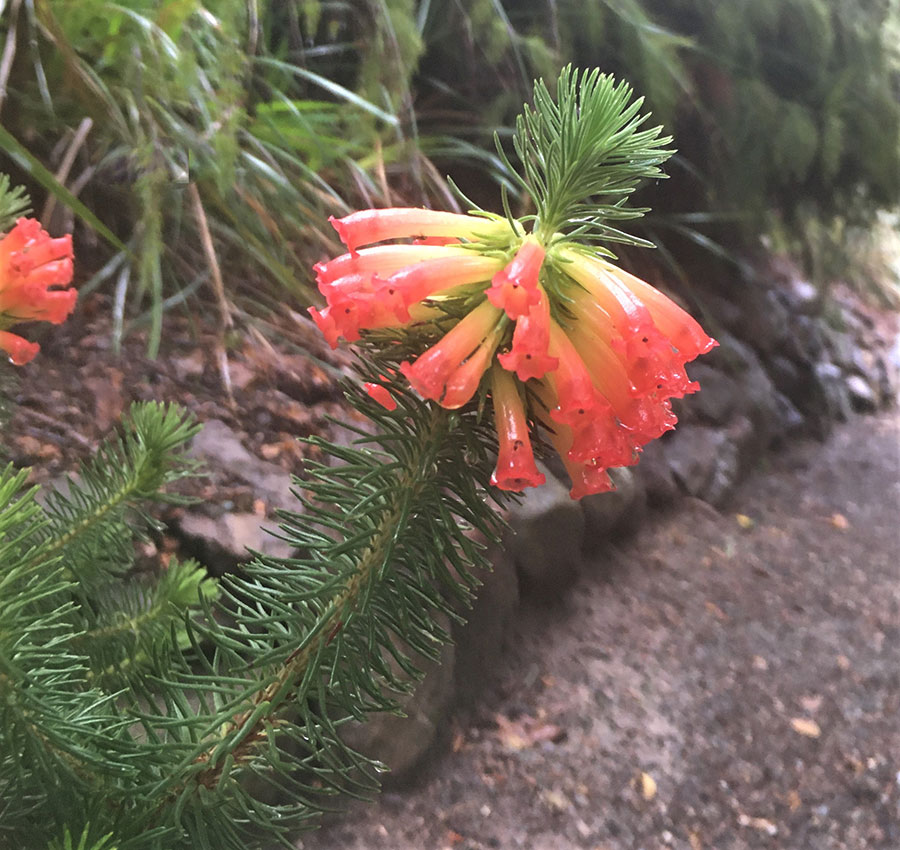 South African long-leaved heath