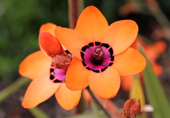 south african flower