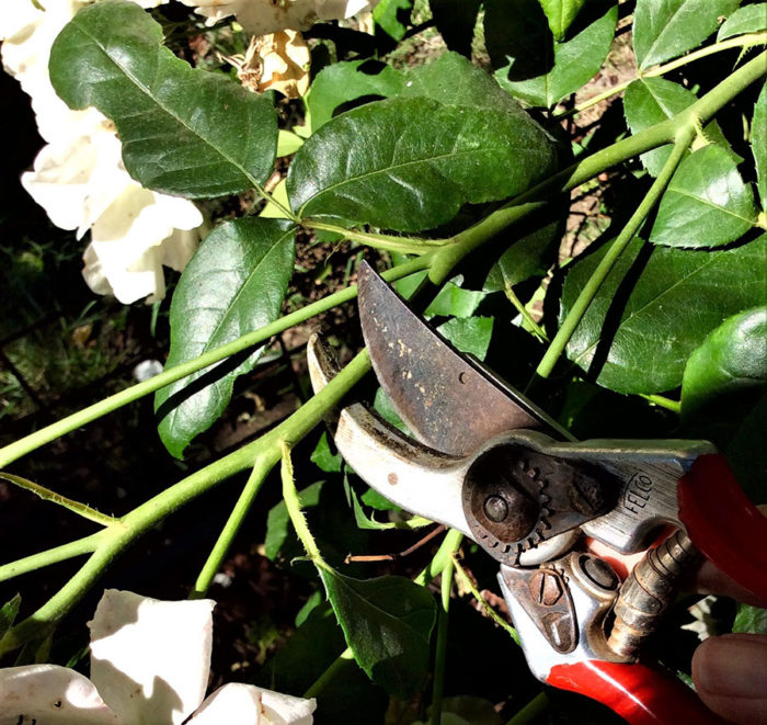 deadheading roses