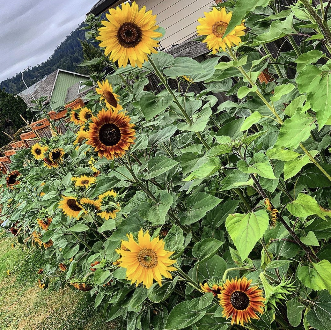 sunflower patch