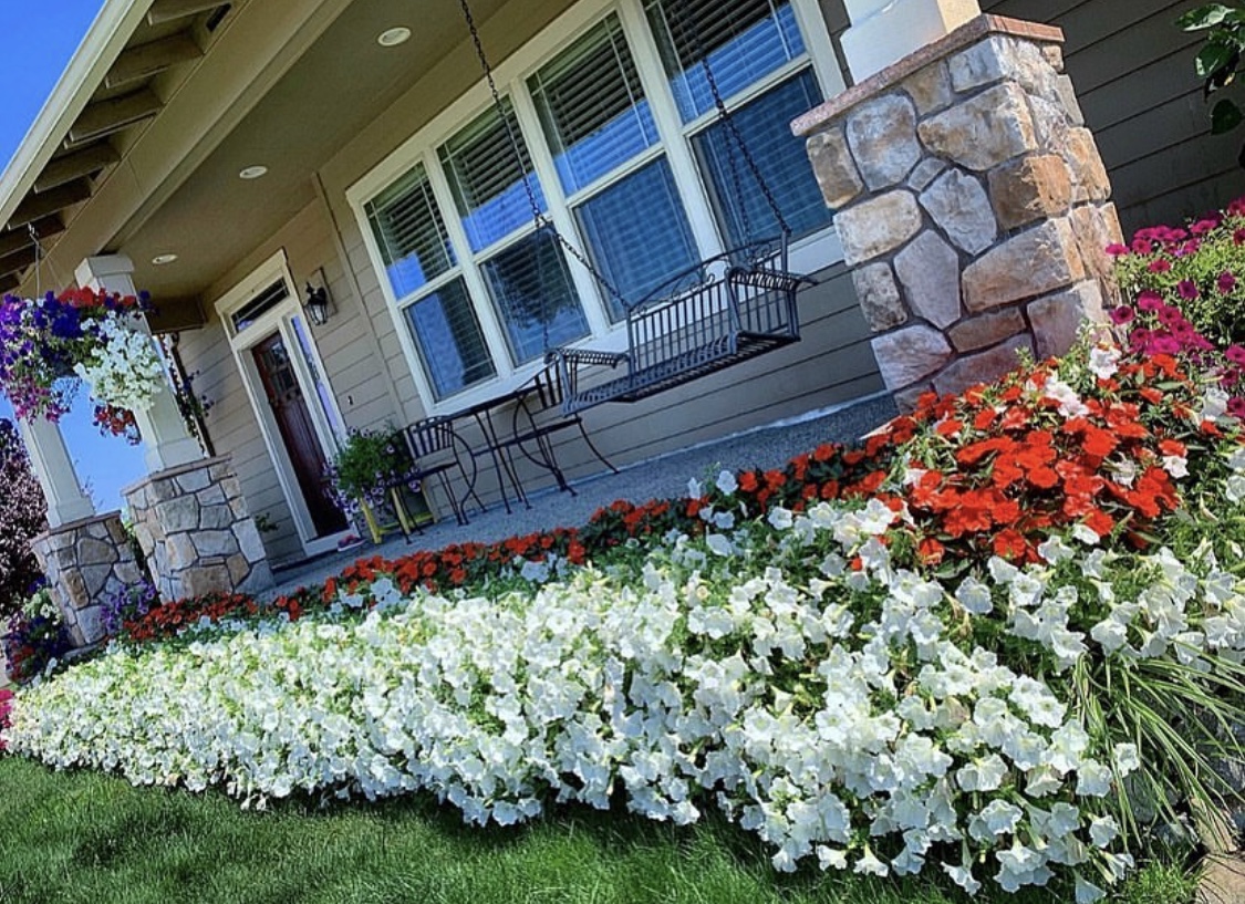 white petunias