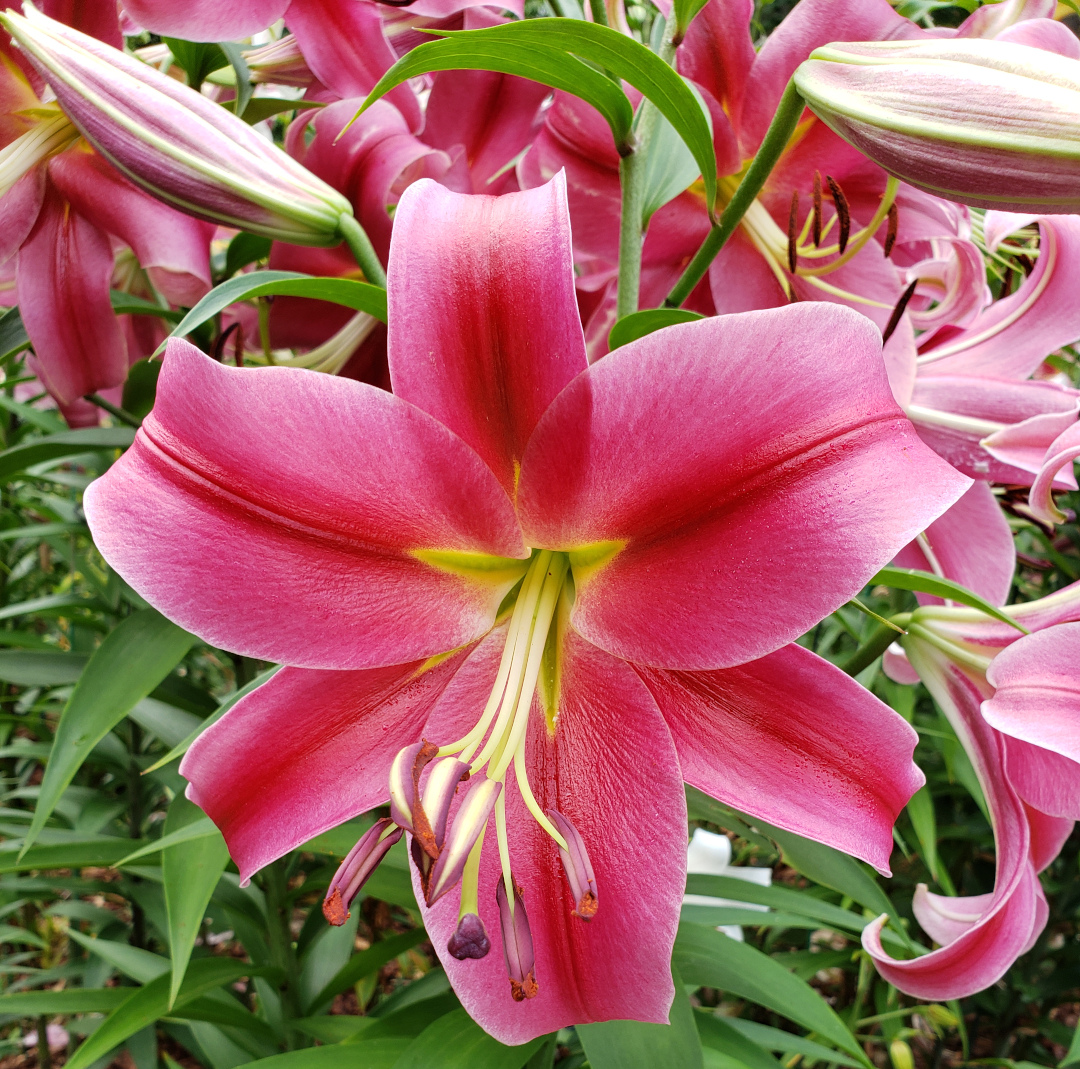 Amarossi lilies