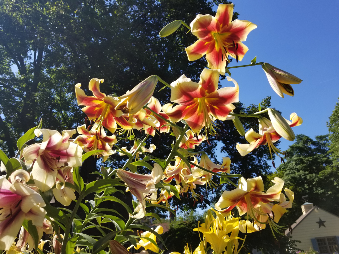 Caravan lilies