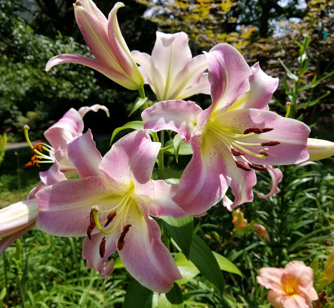 beautiful lily flowers