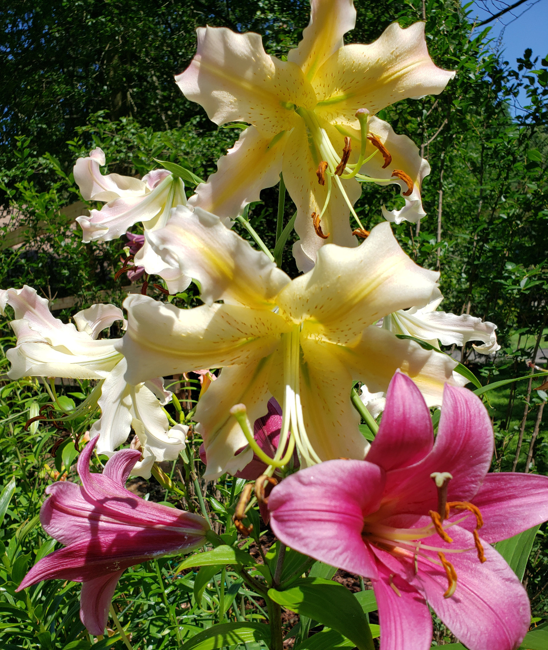 Elusive lilies