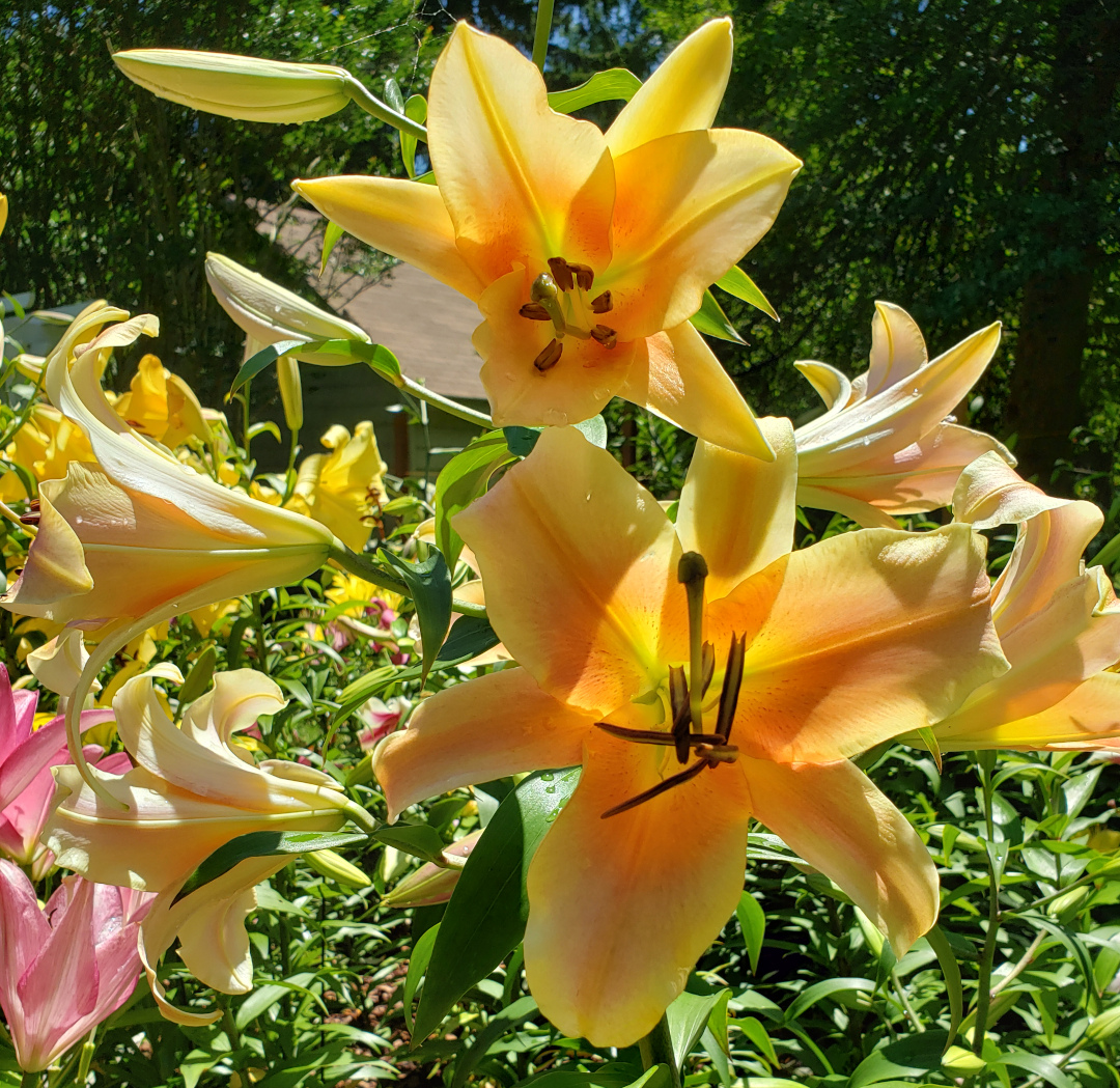 On Stage lilies