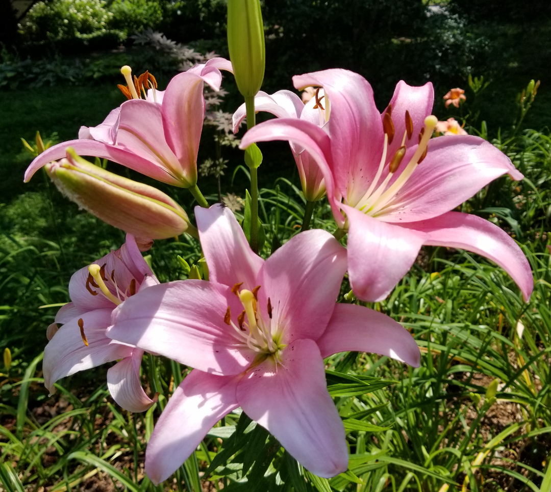 Purple Lady lilies