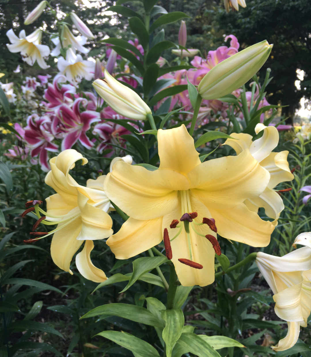 Corcovado lilies