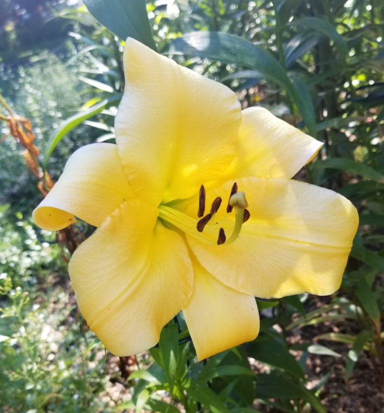 A Celebration of Lilies (for a Hot and Humid Climate) Fine Gardening