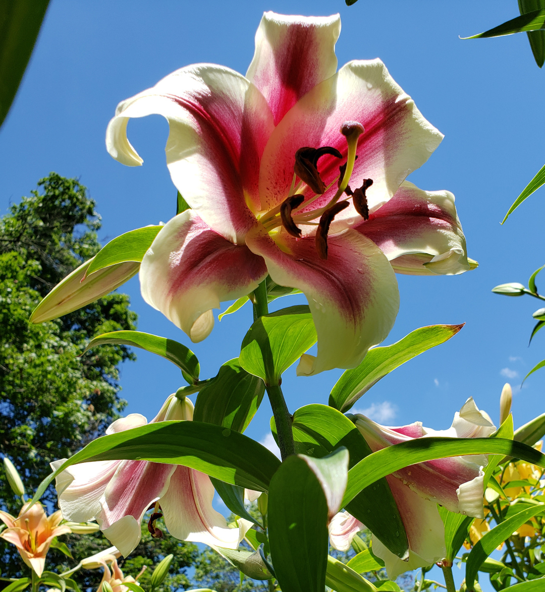 Silk Road lilies