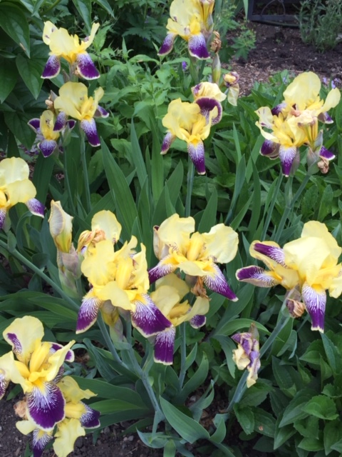 bearded iris