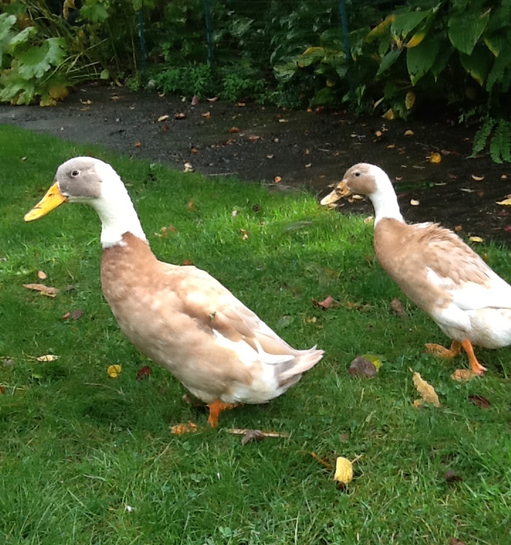 Indian Runner ducks