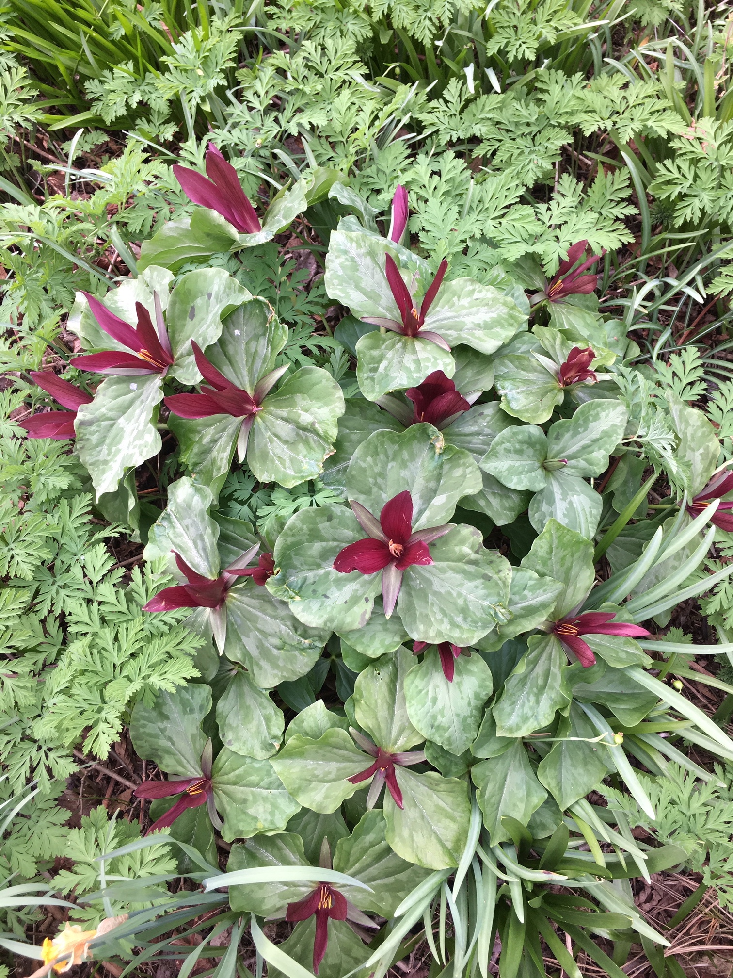 Trillium chloropetalum var giganteum