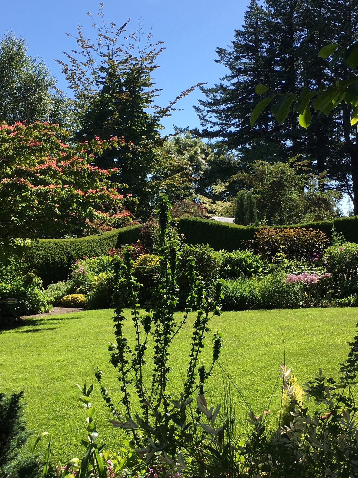 Cornus kousa