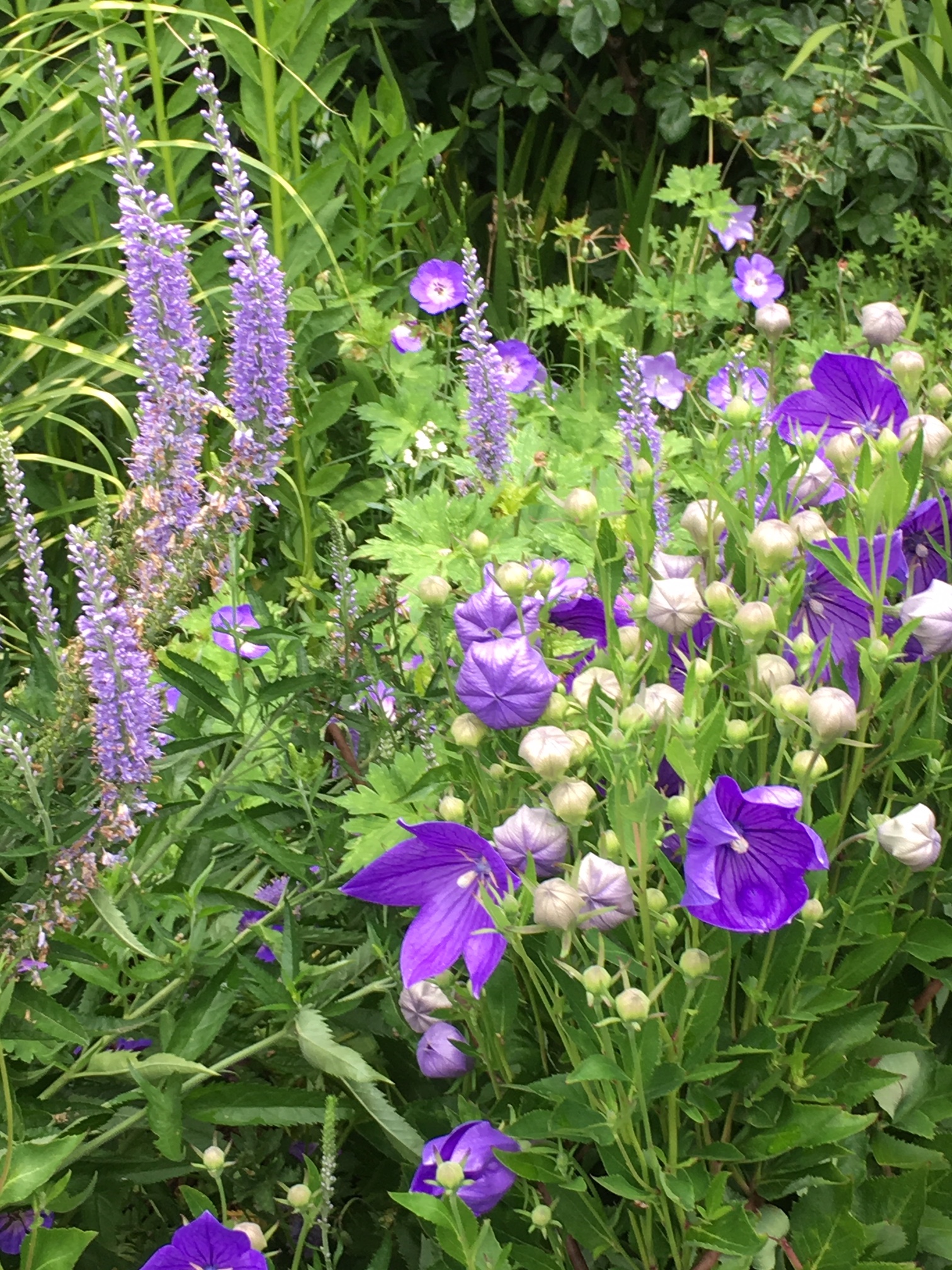 Geranium ‘Rozanne’