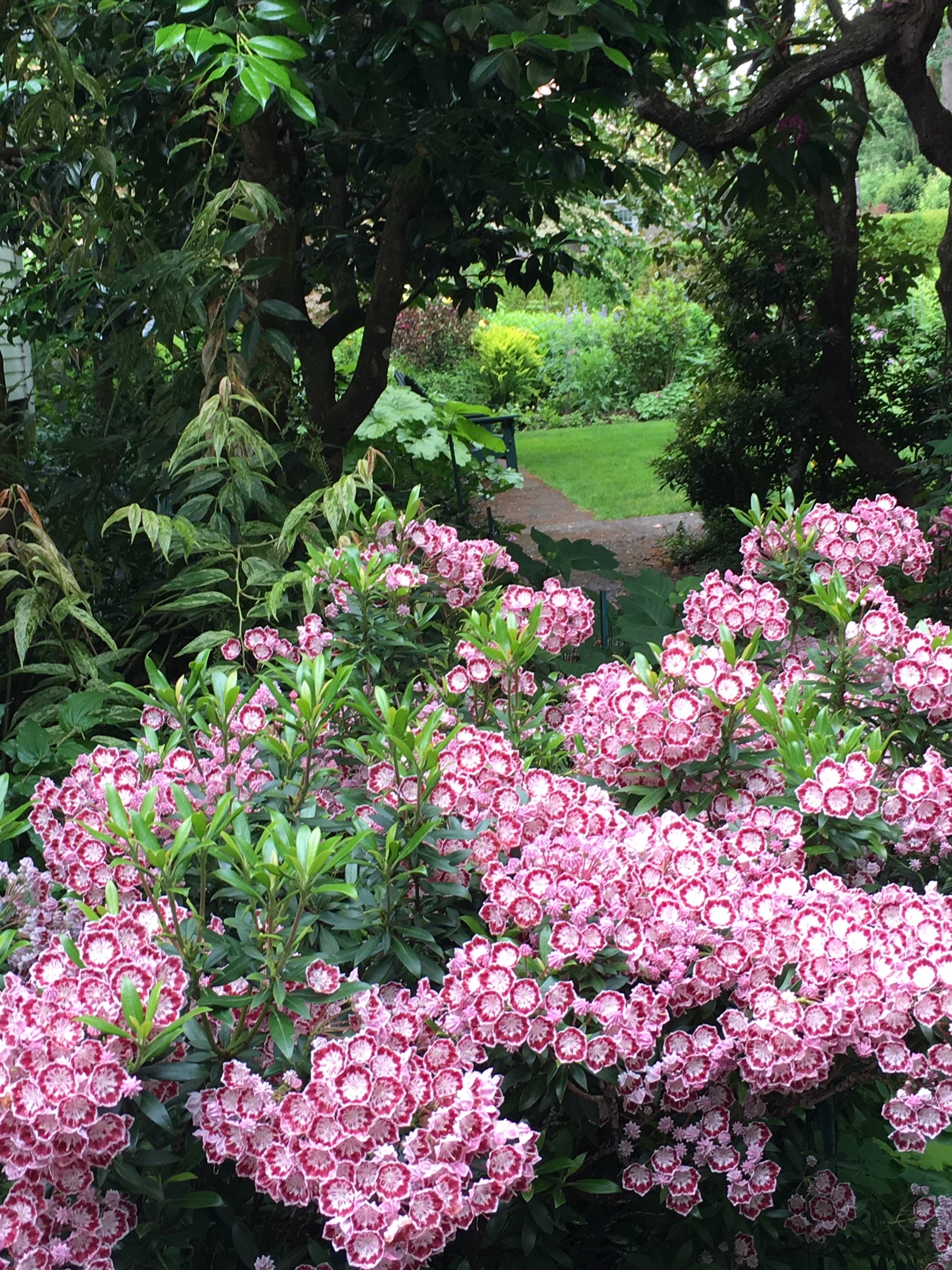 Kalmia latifolia ‘Minuet’