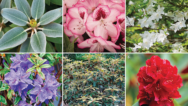 Awesome, Underused Rhododendrons - Fine Gardening
