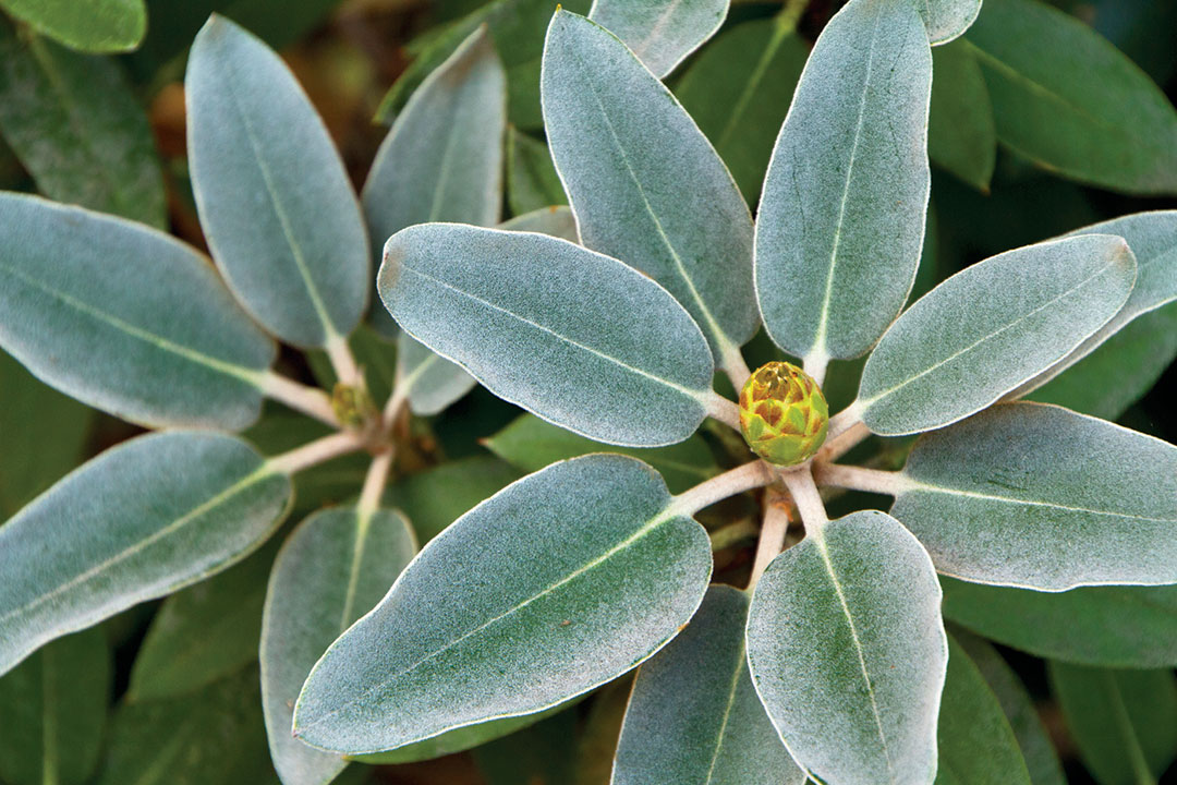 Rhododendron Leaves