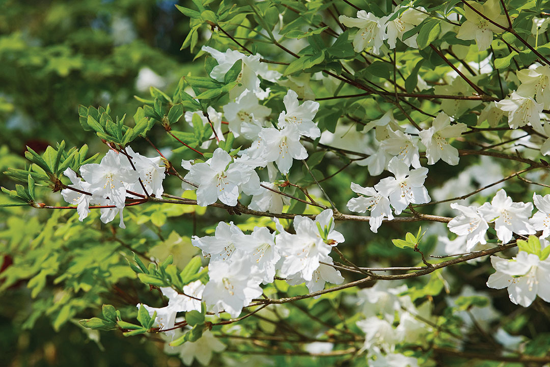 five-leaved azalea