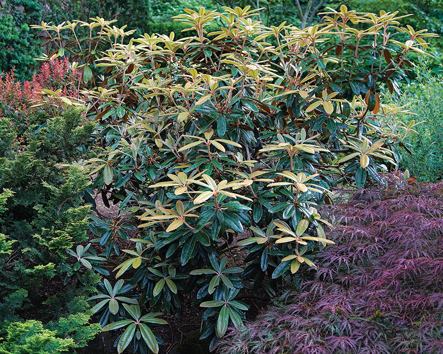 ‘Teddy Bear’ rhododendron