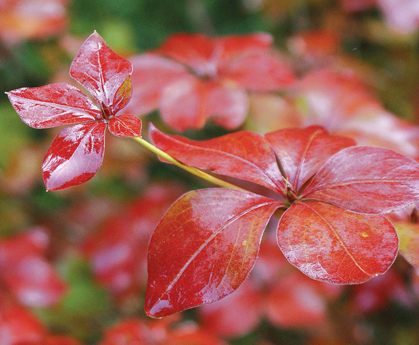 Rhododendrons Fantastic Foliage - FineGardening