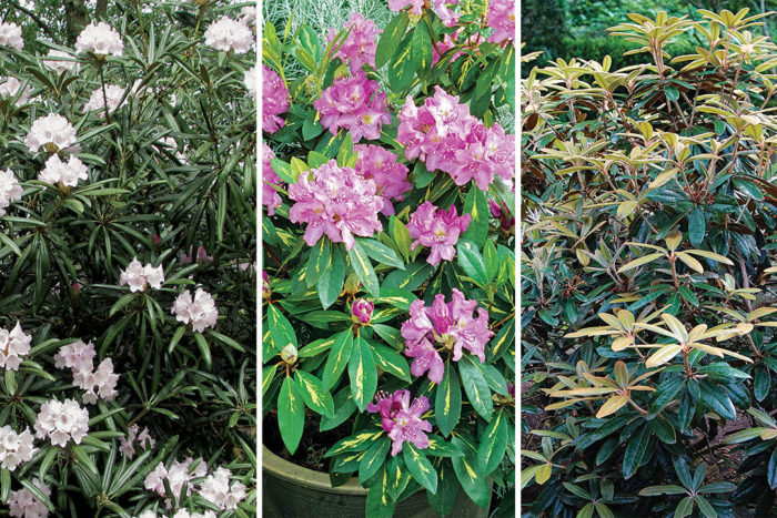 Rhododendrons Fantastic Foliage - FineGardening