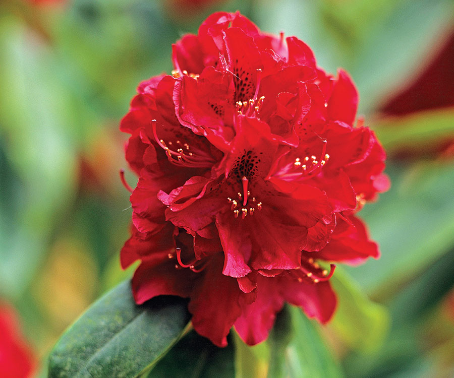 Red Rhododendron