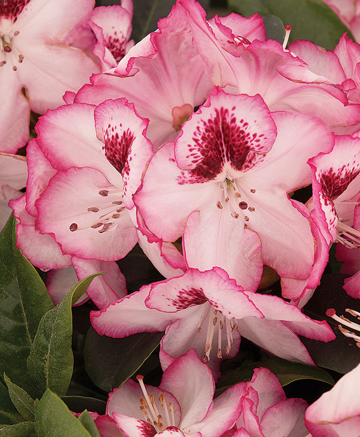 ‘Cherry Cheesecake’ rhododendron