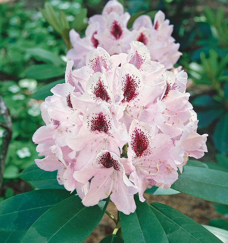 Rhododendron flower 2024