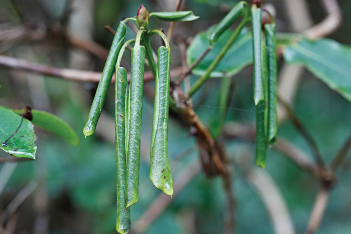 Phythopthera on rhododendron