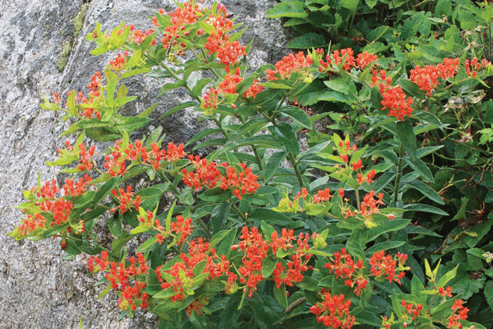 Milkweed