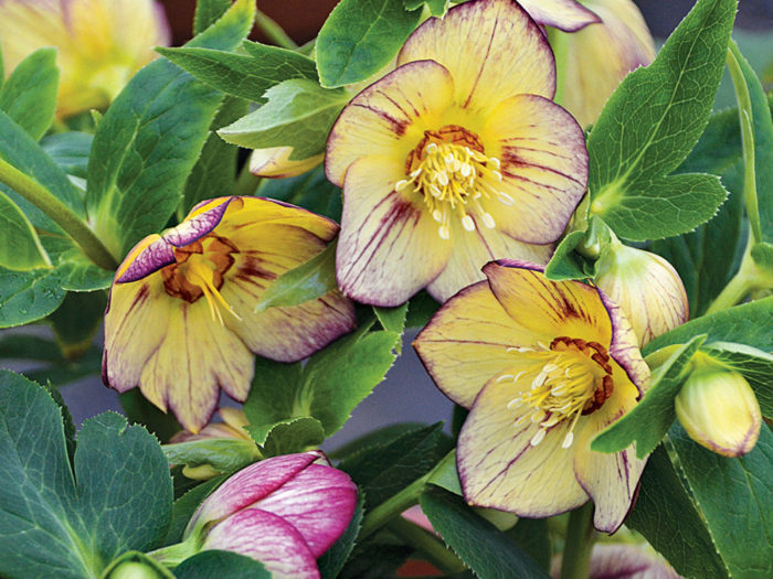 ‘Tropical Sunset’ hellebore