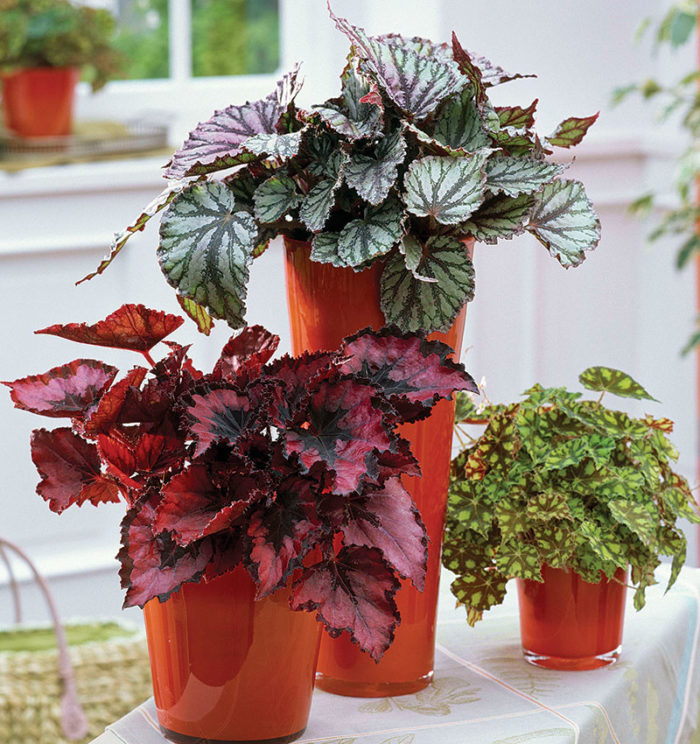 Find the Right Begonia for You - FineGardening