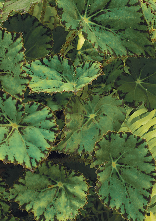 Rhizomatous begonia deals