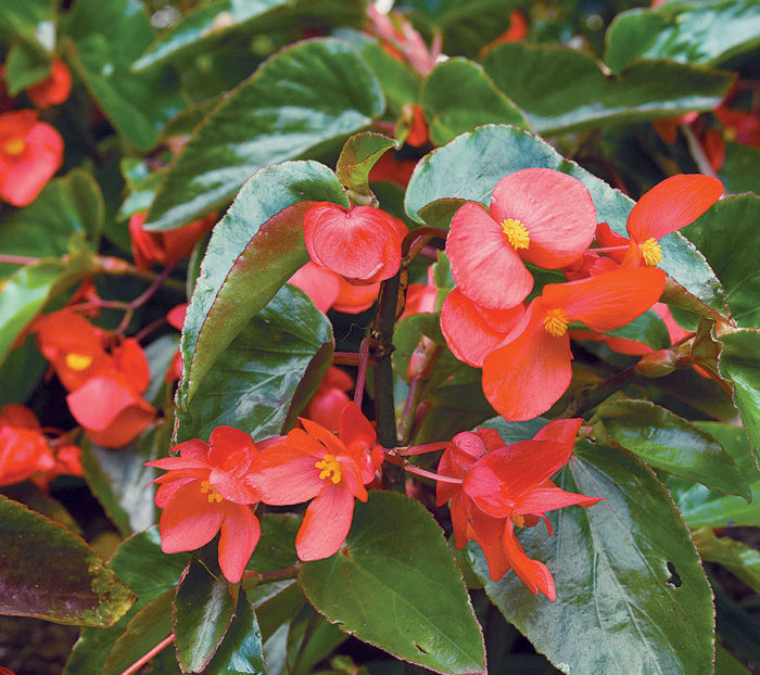 Dragon Wing® begonia