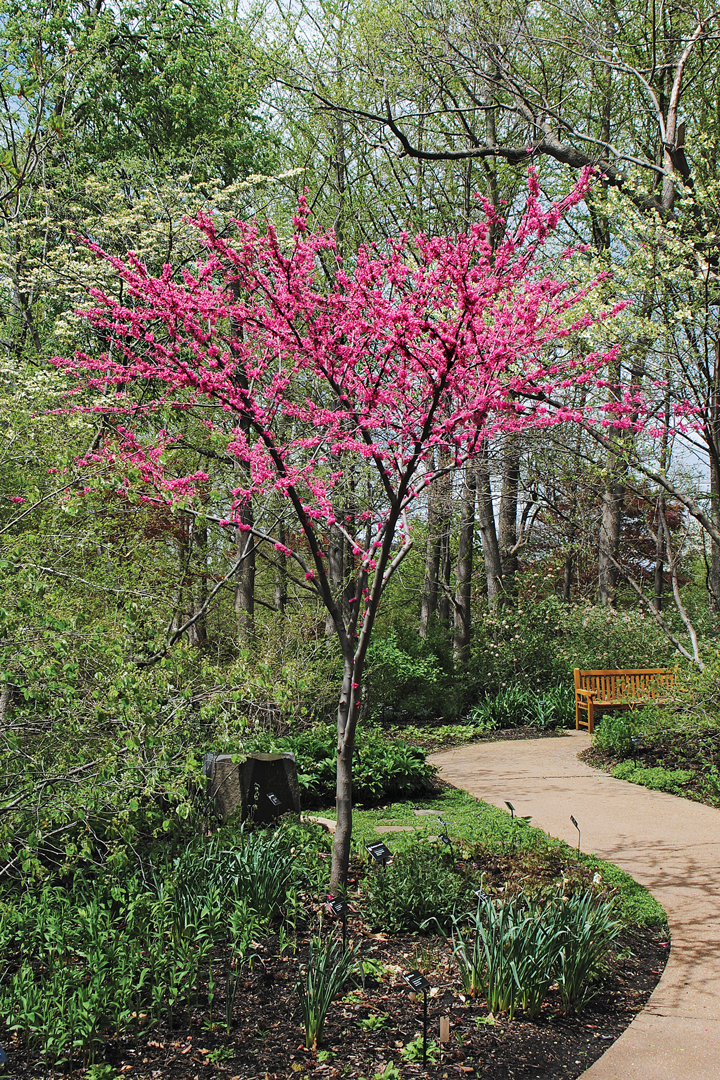 Buy Pink Pom Poms Eastern Redbud Tree, FREE SHIPPING