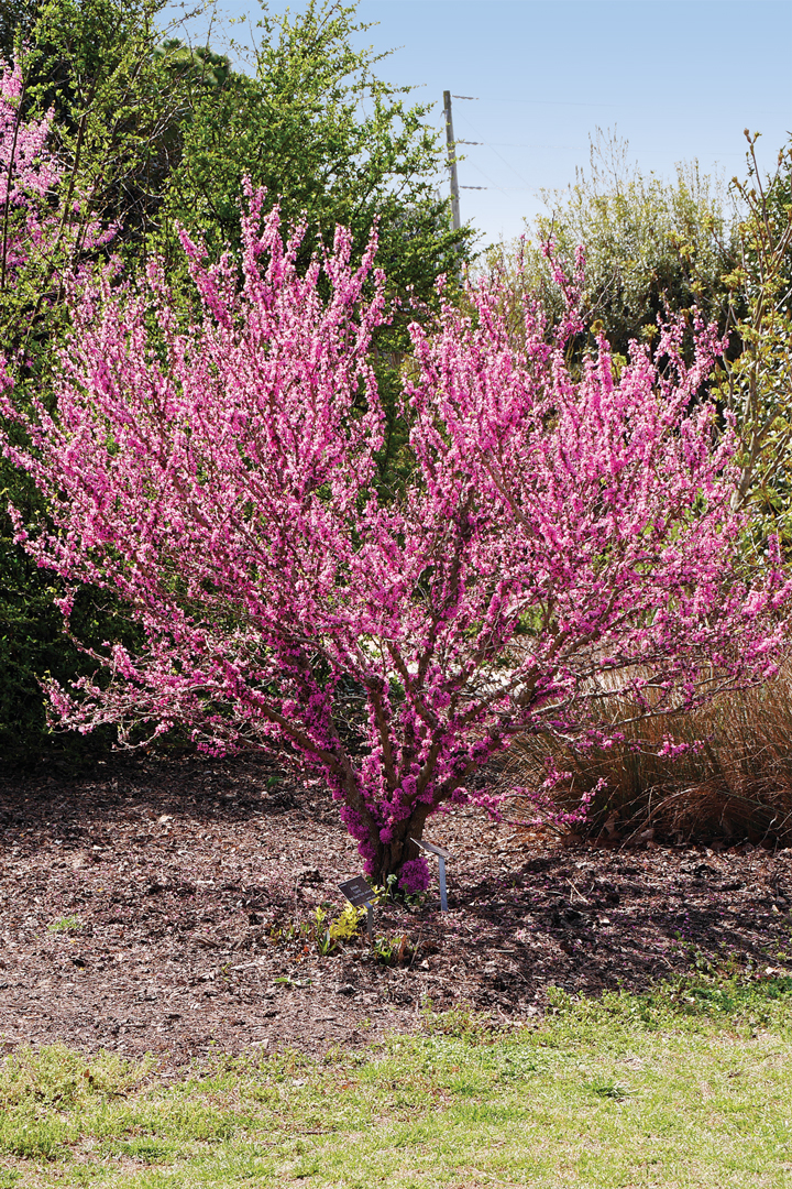 Buy Pink Pom Poms Eastern Redbud Tree, FREE SHIPPING