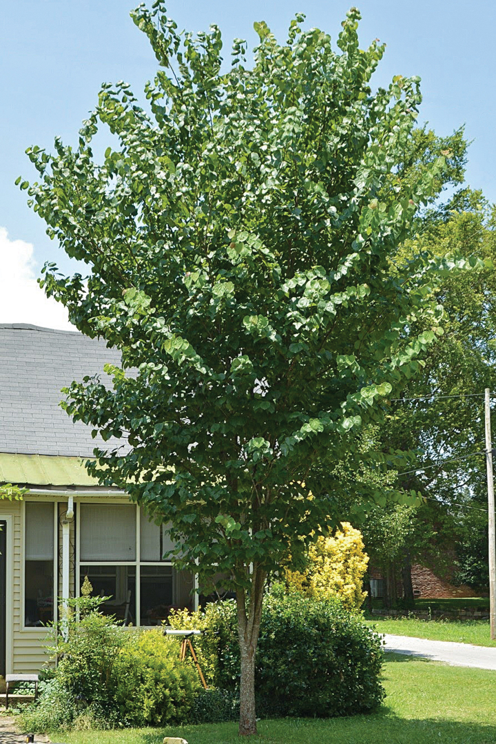 Eastern Redbud Tree Summer