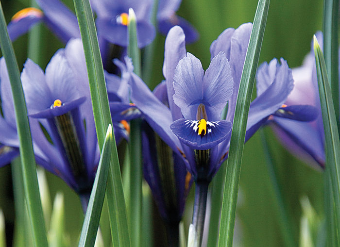 Reticulated iris