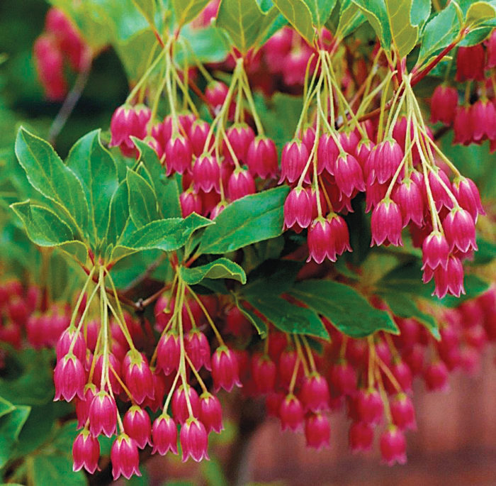 Showy Lantern enkianthus