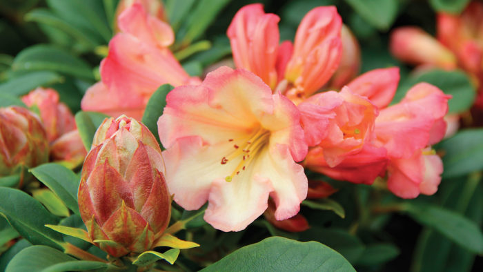 Honey Butter rhododendron